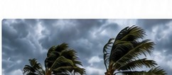Palm trees in severe coastal wind